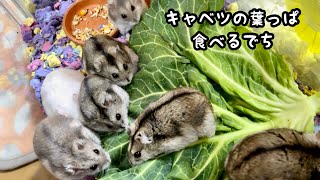 ハムスターにキャベツの葉を丸ごと一枚与えてみた！【ジャンガリアン】