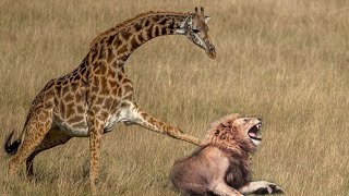 Mother Giraffe kicks Lion head very hard to save herself, harsh life of Wild Animals