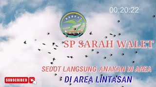 PASTI KITA SEDOT LANGSUNG ANAKAN DI AREA LINTASAN ‼️SP INI MEMPUNYAI DAYA SEDOT TERBAIK.