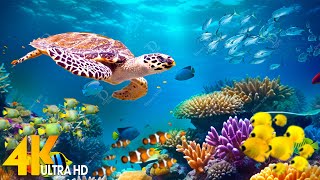 [NEW] 11HRS Stunning 4K Underwater Wonders - Relaxing Music | Coral Reefs, Fish & Colorful Sea Life