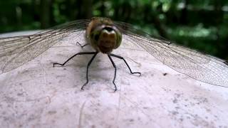 超接近したが逃げなかったアキアカネ