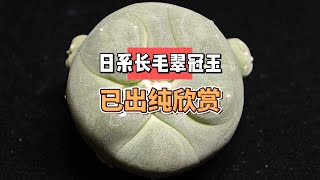 已出丨日系长毛翠冠玉，已出纯欣赏