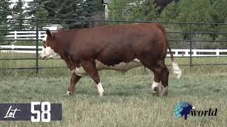 Wolfe Layla FF 499L  (Lot 58 in the World Simmental Sale 2024)