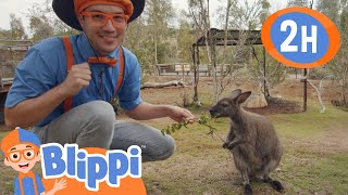 Blippi visits San Diego Zoo | Animals for Kids |Animal Cartoons |Funny Cartoons |Learn about Animals