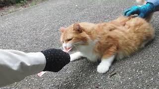 待ってたニャンチュウ❗トンネルも二回成功‼️鳴き声も可愛いでしょ❗お決まりの噛み噛み\u0026キック👣💨激しいけど可愛いんだよね(笑)❗ちょいとビビるニャンチュウ、ママさんからちゅーる良かったニャー❤️