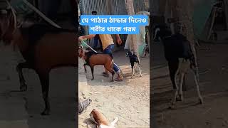 এই পাঠা দিয়ে শরীর গরম #shortsviral #goat #shortvideos #shortsfeed