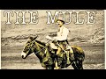 What Is A Mule? [Their Surprising History and Origins]