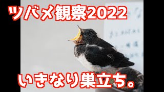 【巣立ちの瞬間4K】ツバメ観察2022.5.18-19　それは一瞬の出来事でした。（１８日１羽、１９日１羽巣立ち　残り３羽）#ツバメの巣 #ツバメの雛  #ツバメの巣作り