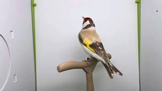 Майор Щегол  Goldfinch Major Male in the Mutation Isabel