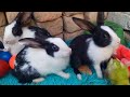 Cute Rabbits //2024 funny rabbit videos