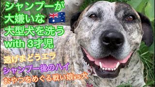 シャンプーが大嫌いな大型犬を、庭でシャンプーする with 3才児　全く参考にならない犬の洗い方　オーストラリア生活