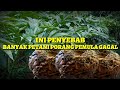 TERLALU AMBISIUS!!! BANYAK PETANI PORANG PEMULA GAGAL