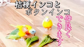 桔梗インコとボタンインコ仲良しです。多頭飼い一斉放鳥🦜🕊️