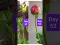 How to grow Dahlias - from tubers to blooms # Dahlia growth day by day # Dahlia flower blooming