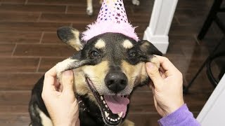 ADORABLE DOG HAS SPECIAL BIRTHDAY! (12.8.15 - Day 2414)