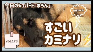 【雷は怖くない】今日のシェパード『まろん』大気の状態が不安定で雷どっかーん！！大雨です・・・