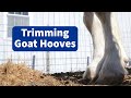 How to Trim Goat Hooves