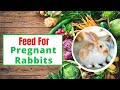 How to Feed a Pregnant Rabbit 2021 ! Best Rabbit Food