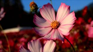 ２０１７年１０月１２日【生駒高原】の秋桜（コスモス）Ⅱ