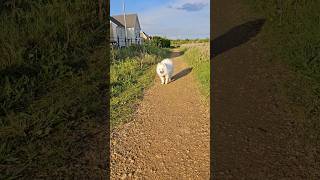 Japanese Spitz listens to his owner's command #spitz #japanesespitz