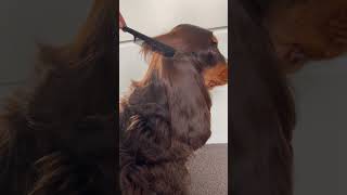 Cocker spaniel dog has the most luscious locks