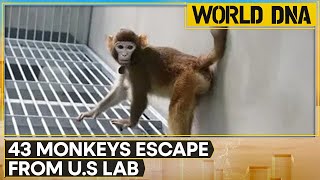 43 Monkeys Remain On The Run From South Carolina Lab, CEO Thinks They're Having An Adventure | WION