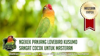 Ngekek Panjang Lovebird Kusumo Sangat Cocok Untuk Masteran