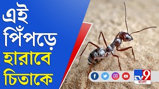 Saharan Silver Ant: এই পিঁপড়ে দৌড়ে হারাবে চিতাকে