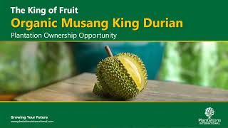 Organic Musang King Durian Investment