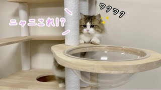 新しいキャットタワーが嬉しくて探検しちゃう猫が可愛すぎる！