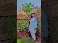 مالا بار نیم کے درخت لگائیں لاکھوں کمائیں mala bar neem plants