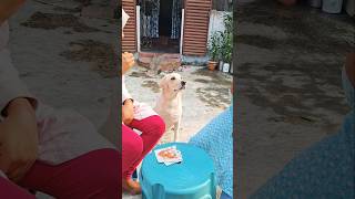 Tomra amake diccho na keno # shorts # petsofyoutube # Labrador # doglover,