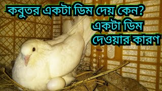 কবুতর একটা ডিম দেয় কেন একটি ডিম দেওয়ার কারণ Why do pigeons give an egg