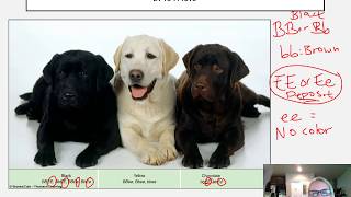 CH 11: Complex Inheritance Patterns