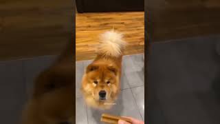 Dogs being idiots part 165 #cutegolden #funny #funnypets #lovegoldens #pets #petvideos #funnyanimals