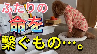 我が子に届けこの思い！どうかいつまでも元気であれ！【トイプードルそぼろ＆ニコ】