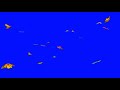 hd butterfly blue screen free download no copyright