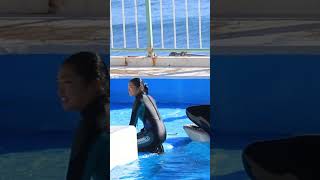 お茶目なペアの激闘水合戦サイコ～!! #Shorts #鴨川シーワールド #シャチ #kamogawaseaworld #orca #killerwhale