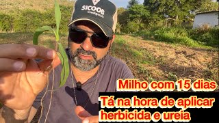 O QUE FAZER NO MILHO COM 15 DIAS DE PLANTADO.