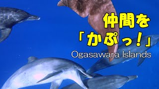 かじるのもコミュニケーション？ だったら、私もかじられたい！【ドルフィンスイム／小笠原諸島】