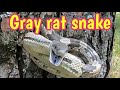 Gray rat snake (oaks snake)