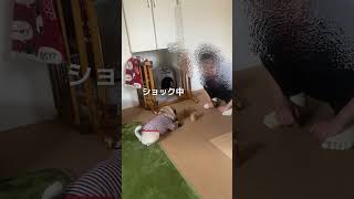 ショックで動きが止まる犬【パグのナッツ】