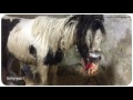 Gerry's Story. My Lovely Horse Rescue
