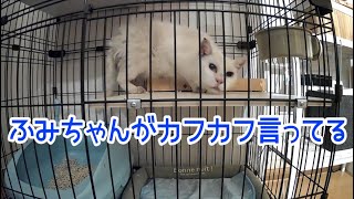 保護した白猫を動物病院に連れて行った後の様子です。