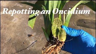 文心蘭花後做幾個步驟 明年又花滿枝頭 How I repotting an Oncidium