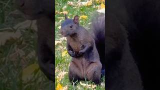 🔥What lovely black squirrel eating🔥超可爱🔥黑松鼠吃食物，#squirrel #Shorts  #加拿大移民生活