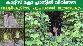 കാറ്റ്സ് ക്ലോ പ്ലാന്റിൽ അത്ഭുതങ്ങൾ സൃഷ്‌ടിച്ച ഒരു ഹോം ഗാർഡൻ #flowershowkochi2024 #bonsai #catsclaw