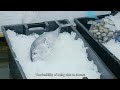 quality ice guaranteed discover berg shell ice maker s excellence