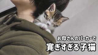 お母さんのパーカーでくつろぎすぎる子猫