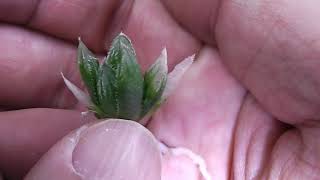 【多肉植物】新タイプ斑入り実生苗成長記録ハオルチア！Haworthia succulents ビザールプランツ